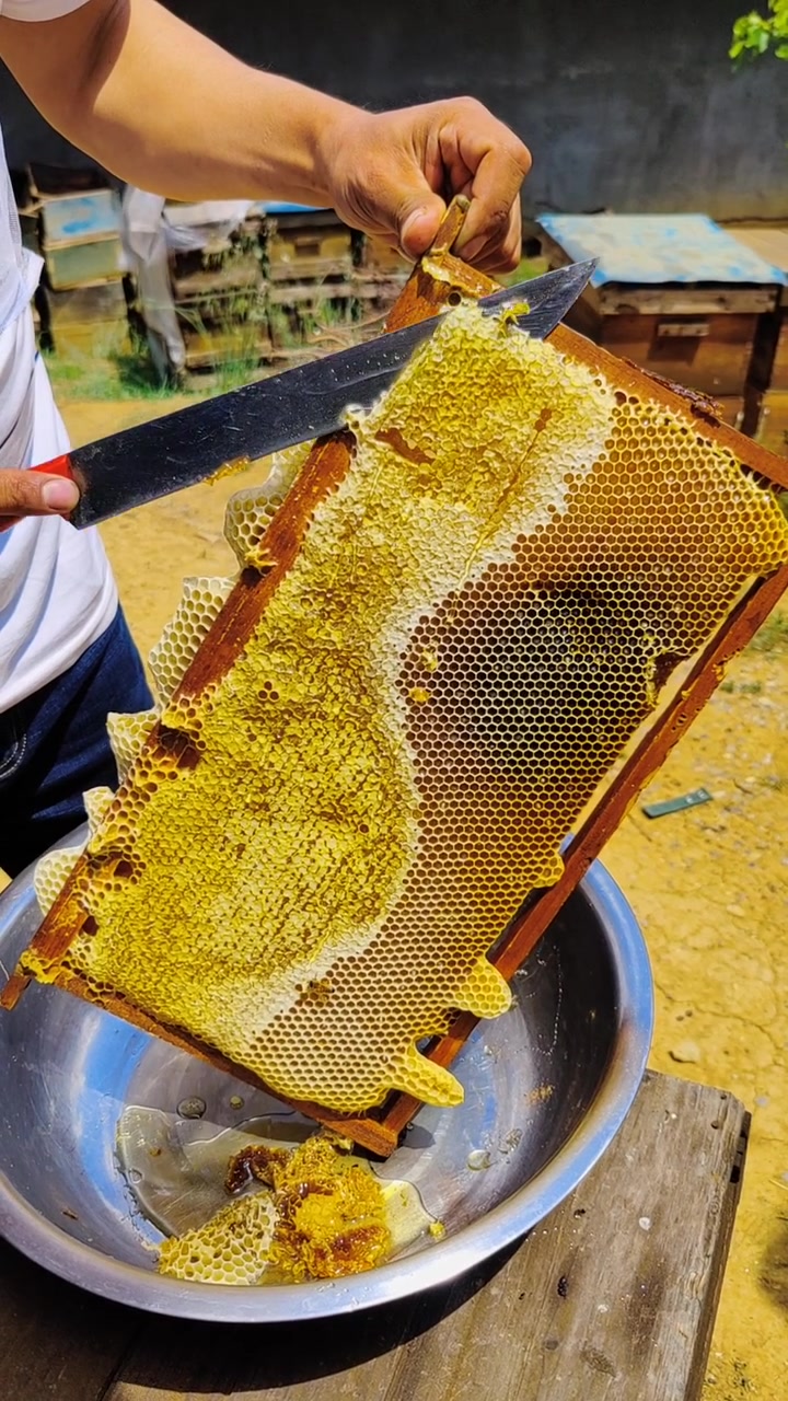 大山里的蜂蜜真是富得流油啊