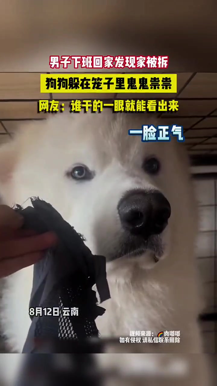 男子回家发现家被拆，狗子在笼里鬼鬼祟祟