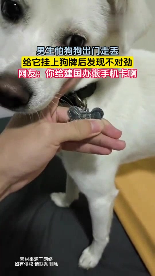 男子怕狗子走丢，给它戴了个狗牌