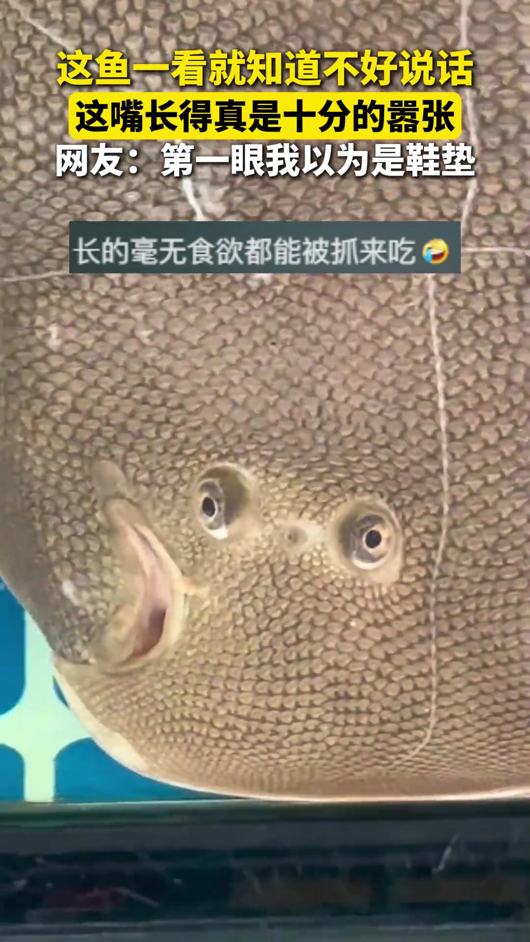 这鱼一看就知道不好说话，这嘴长得真是十分的嚣张