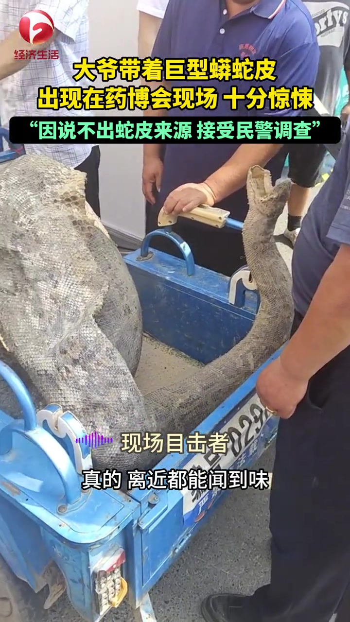大爷带着巨型蟒蛇皮出现在药博会现场，十分吓人