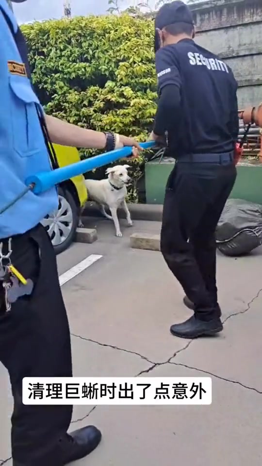 清理巨蜥时出了点意外，汪汪队立大功！！