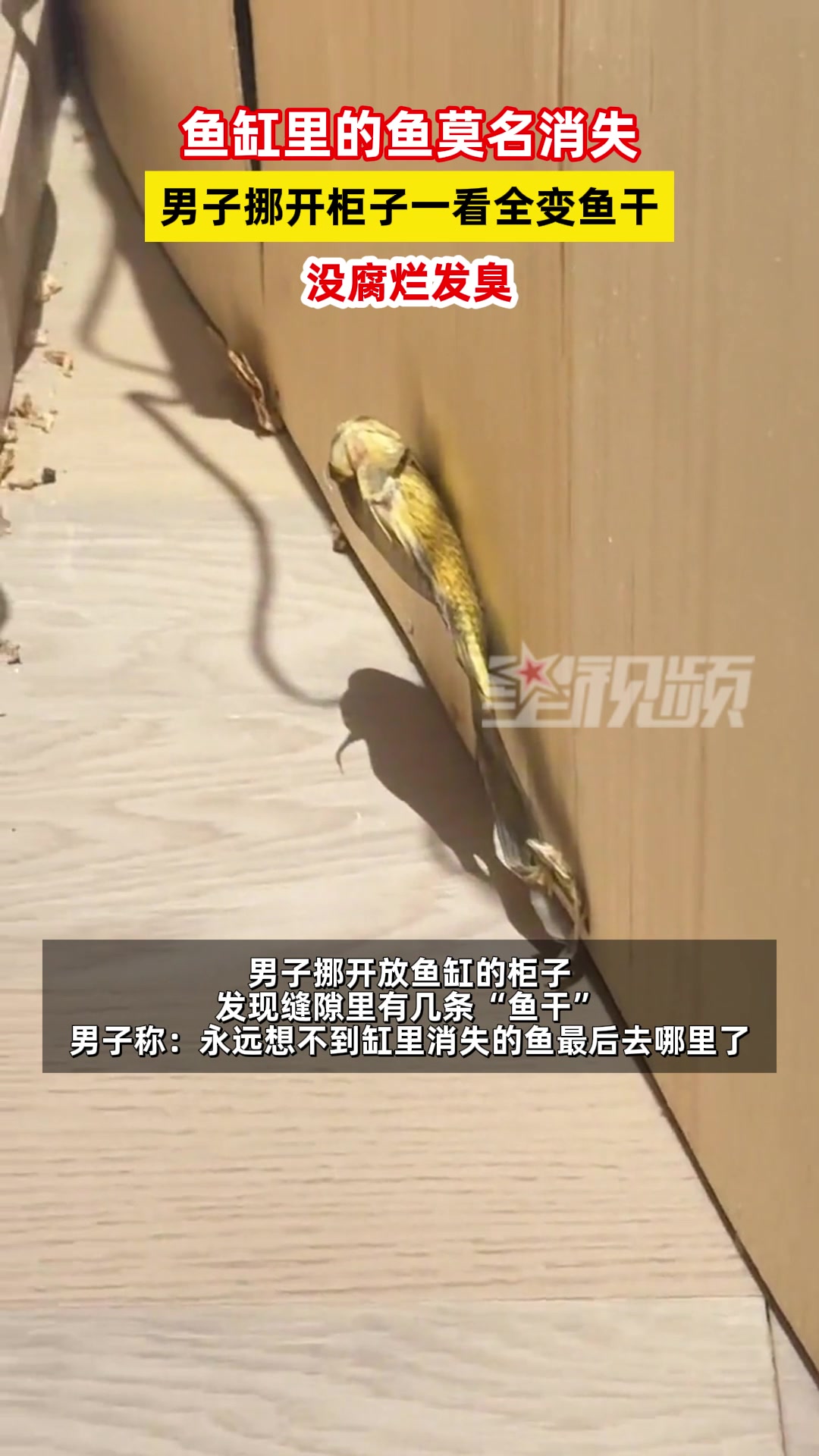 养鱼佬的痛！鱼儿莫名消失被发现时全变鱼干！