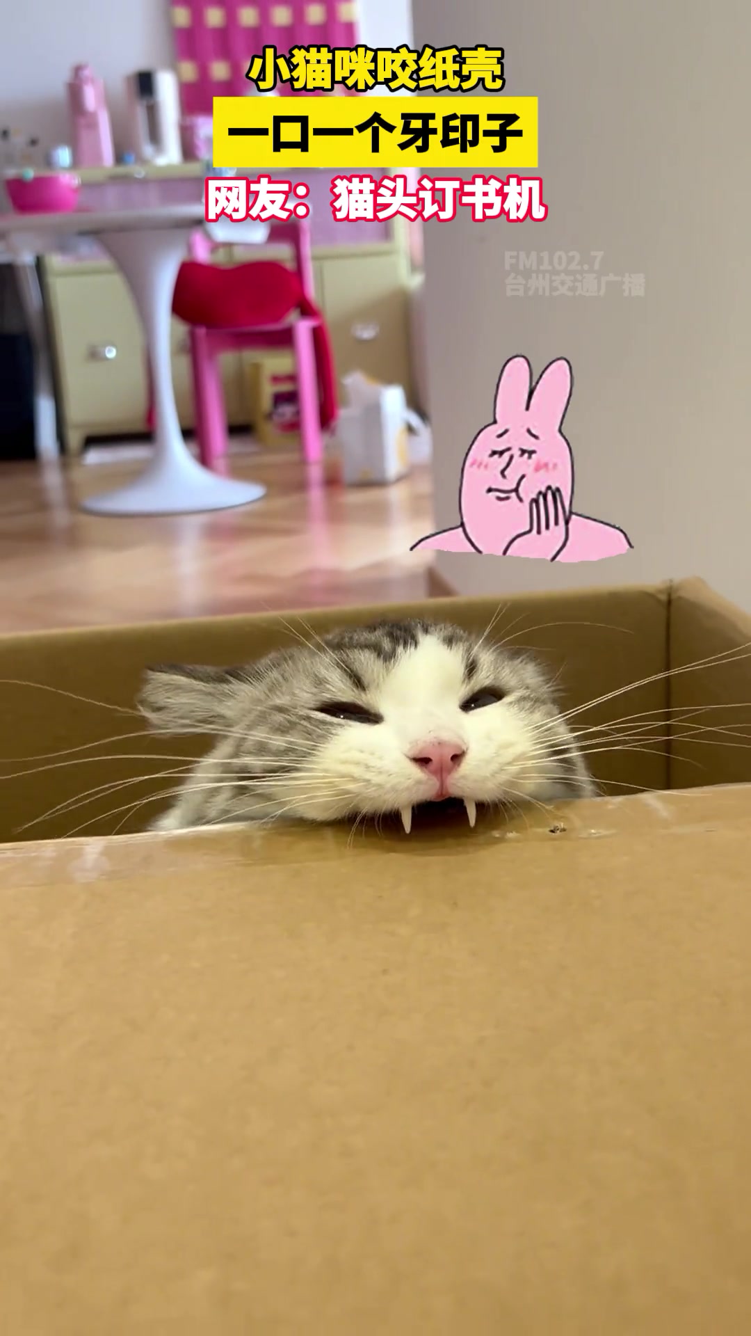 猫头订书机小猫咪咬纸壳一口一个牙印子