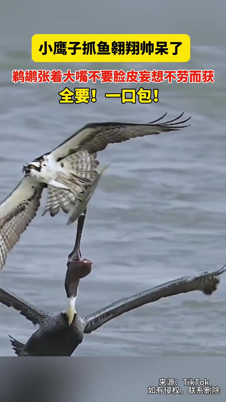 鹈鹕这架势怕是要把老鹰也一起吃了！