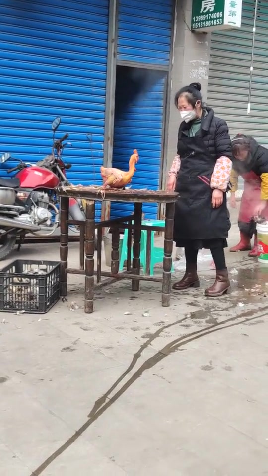 鸡光反照！下锅还是打急救电话呢！！