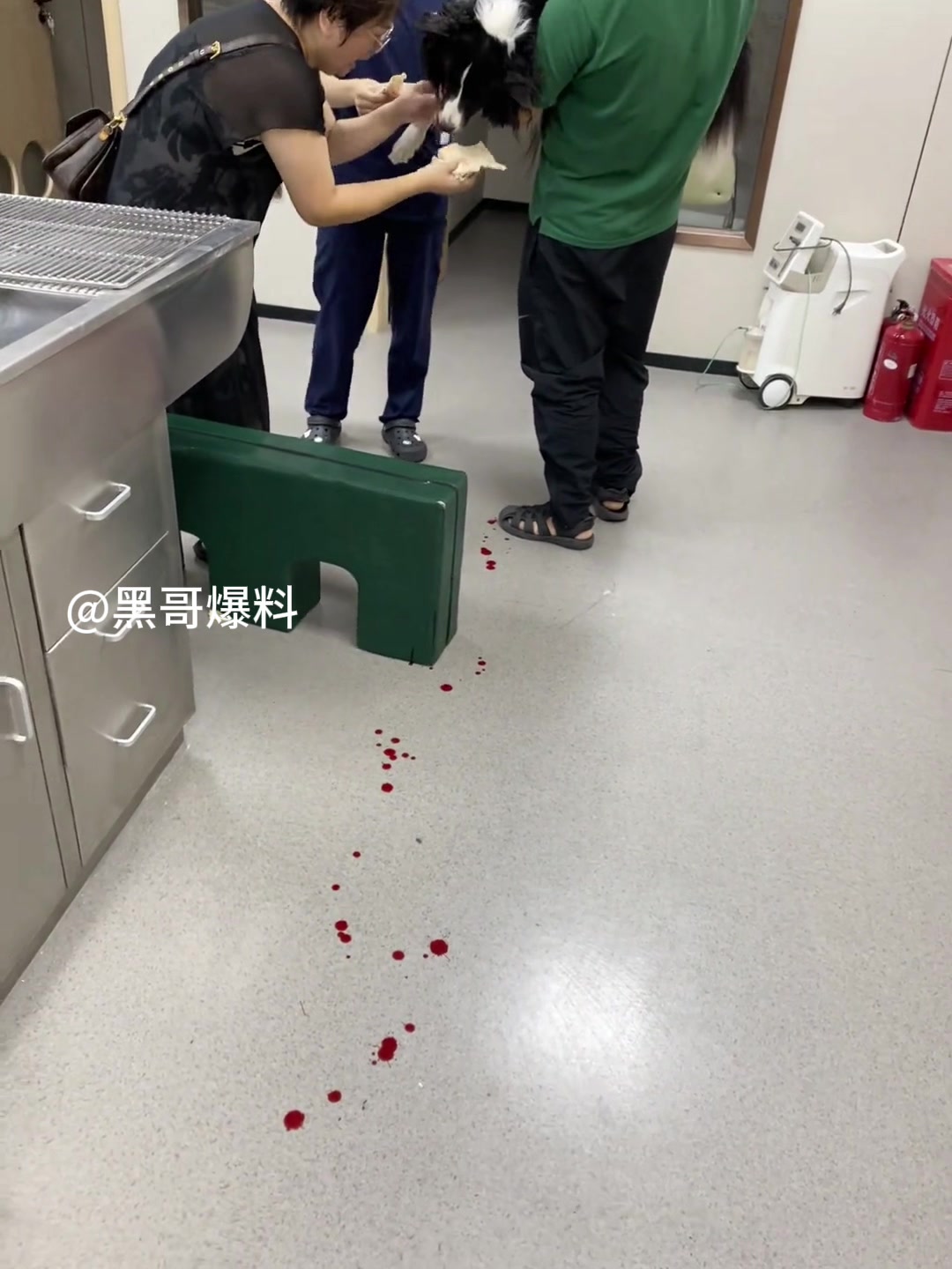 狗子不牵绳被车撞死了，没抢救过来！狗主人痛哭流涕！