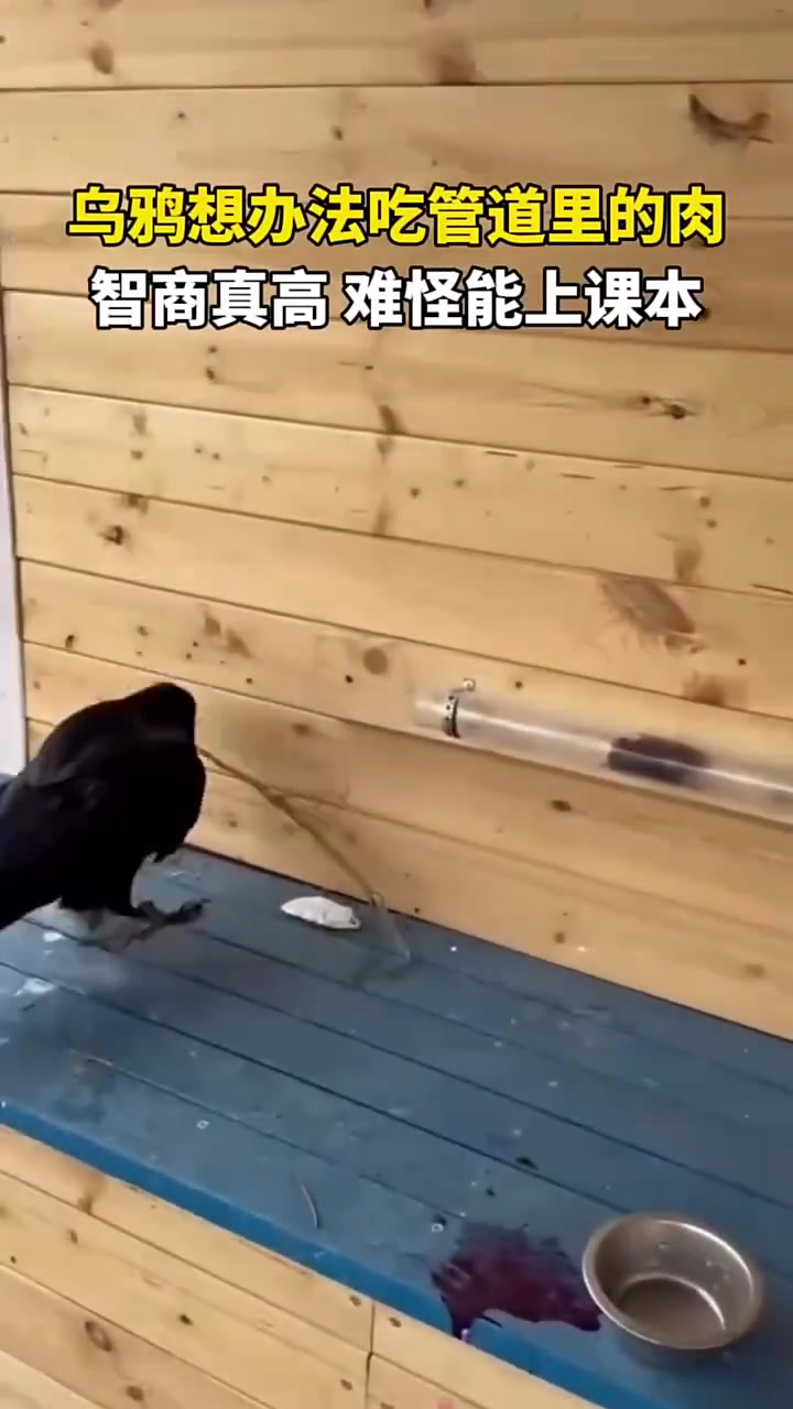 小学课本上的乌鸦喝水果然没骗我，这办法都能想出来！