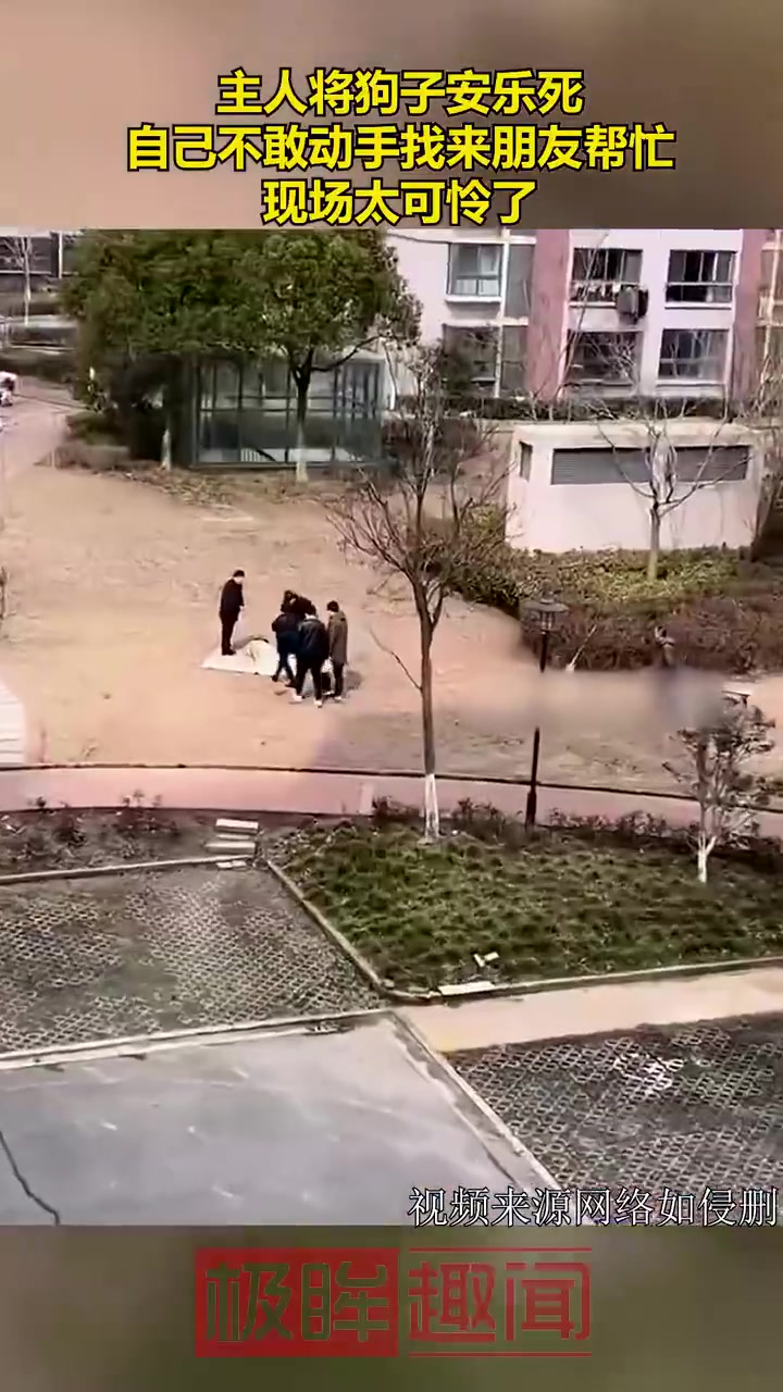 主人将狗子安乐死，自己不敢动手找来朋友帮忙，现场太可怜了