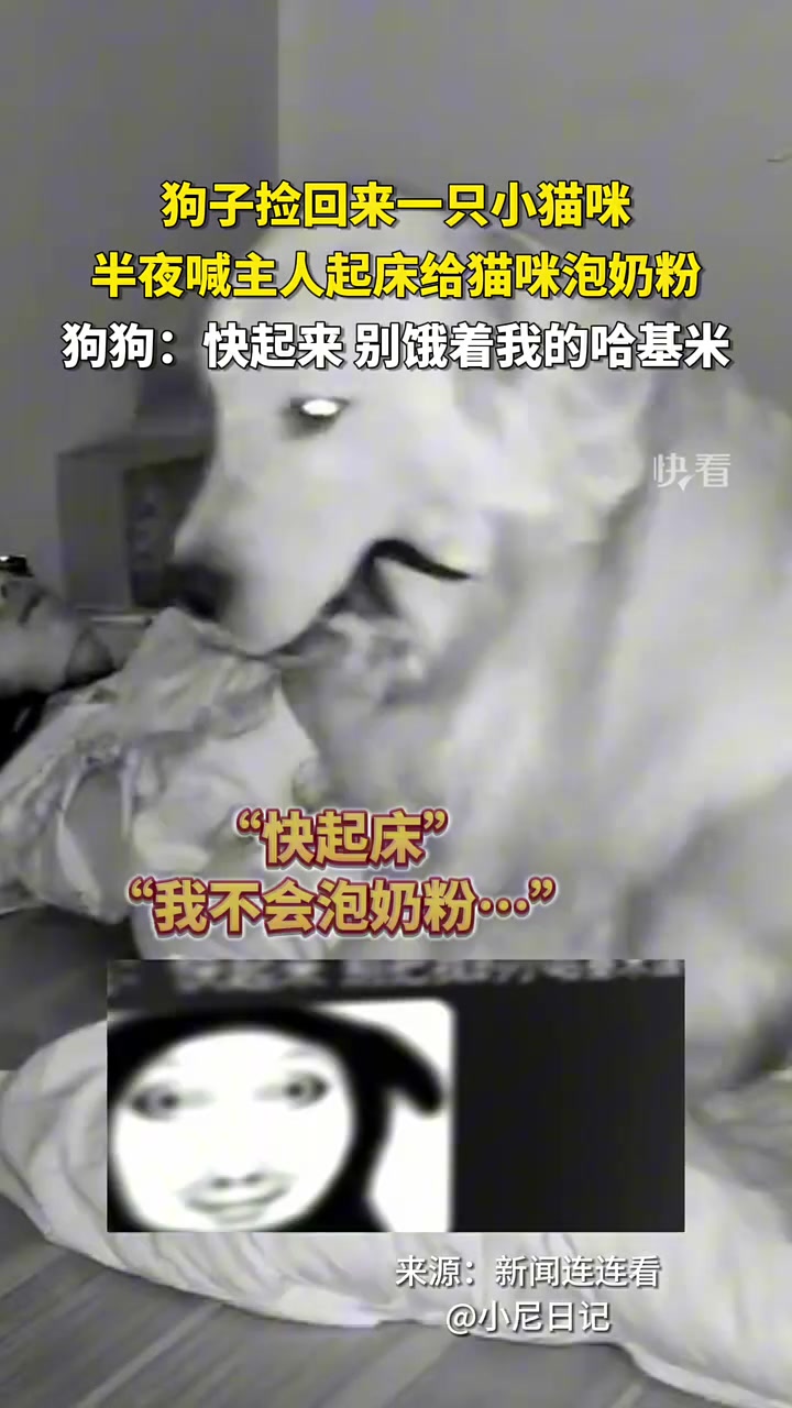 狗子叼着小猫咪，半夜叫主人起床