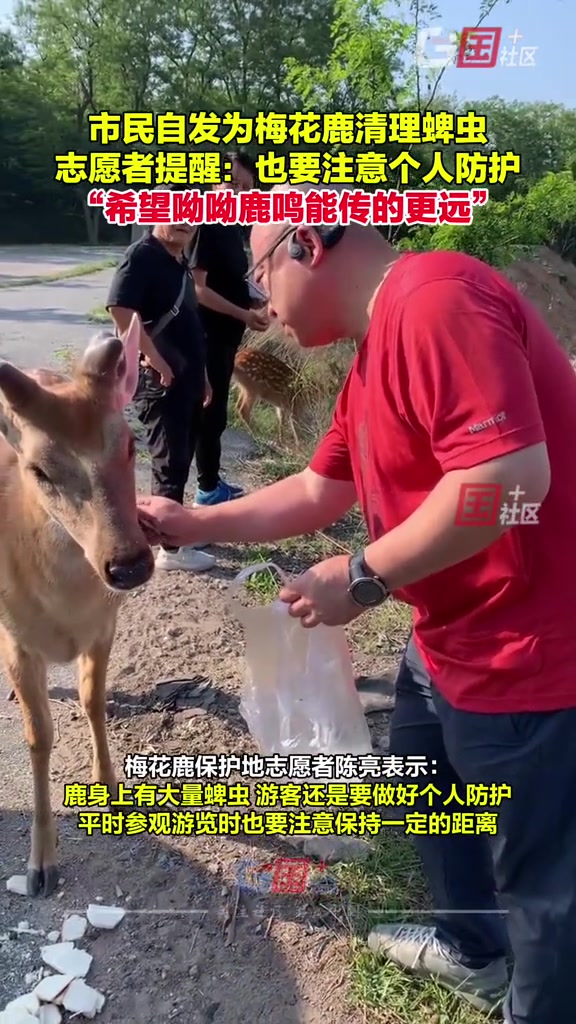 市民自发为梅花鹿清理蜱虫