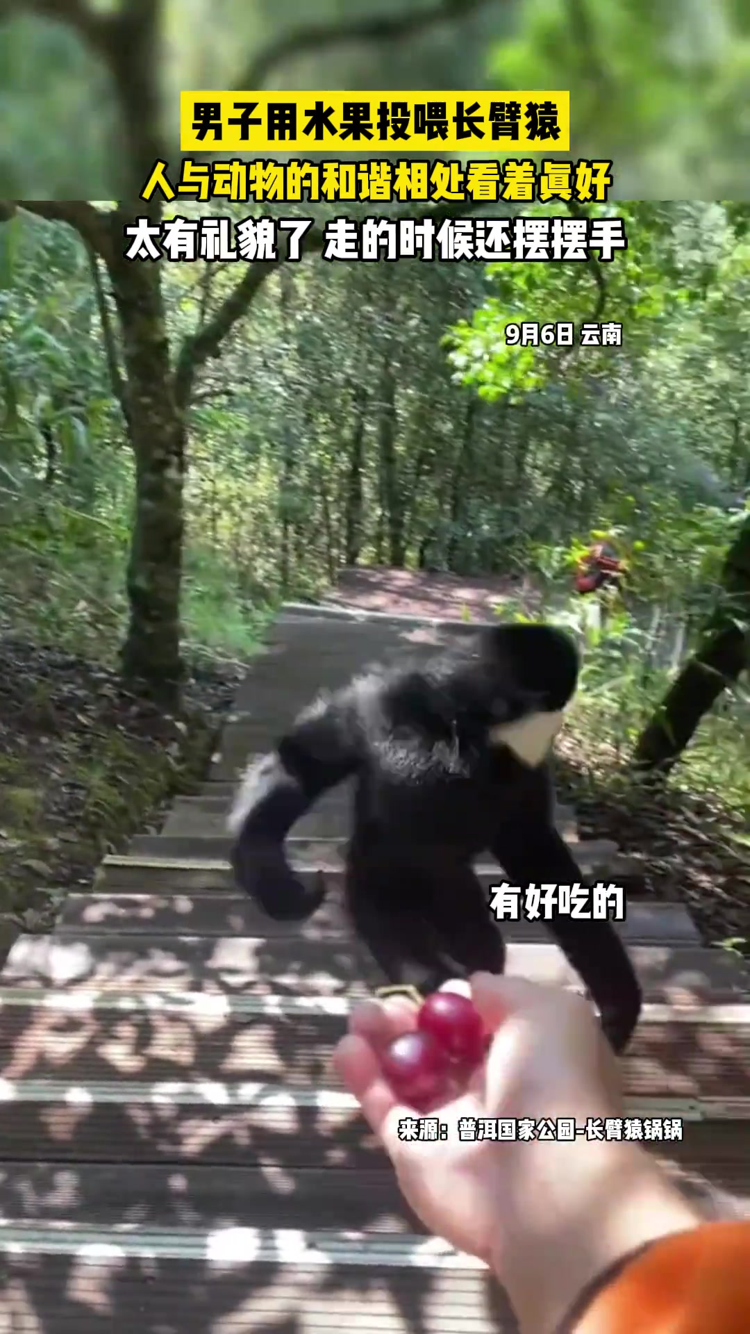 直接荡着过来！隔壁的泰山男子用水果投喂长臂猿！还挺有礼貌！