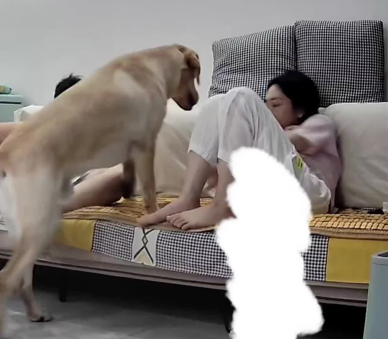 这声音挺有节奏感！被狗尾巴打死可能性很小，但不是没有！