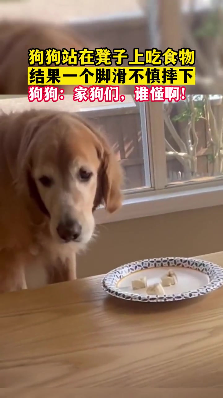 家狗们！谁懂啊！