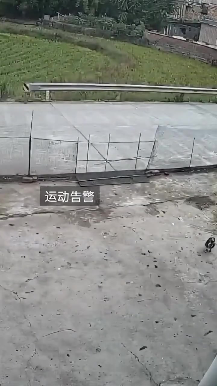 自由的代价是死亡！想飞出去的鸭子被车给撞回来了！