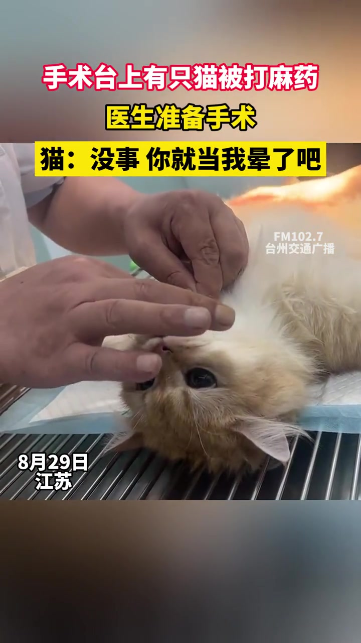 都说了不要跟医生谎报体重！猫在手术台上苏醒！