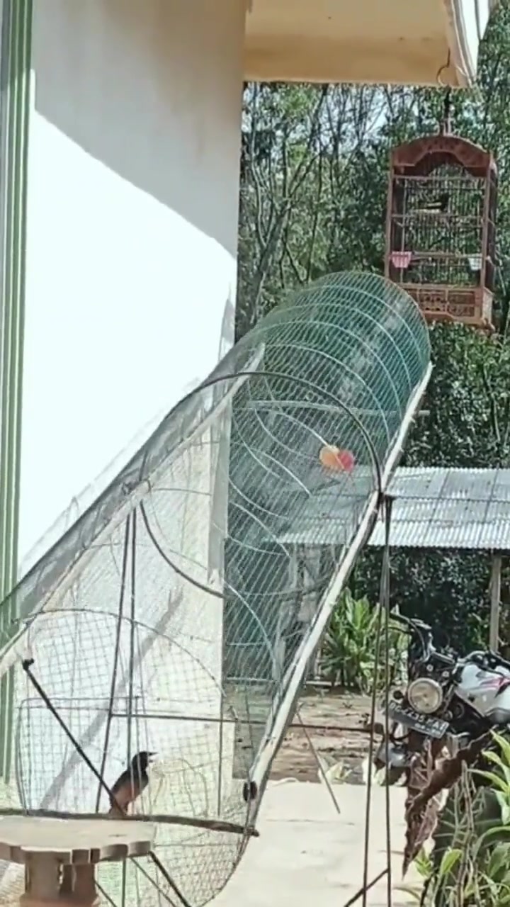 满清十大酷刑都没你刑！这还让鸟睡觉吗