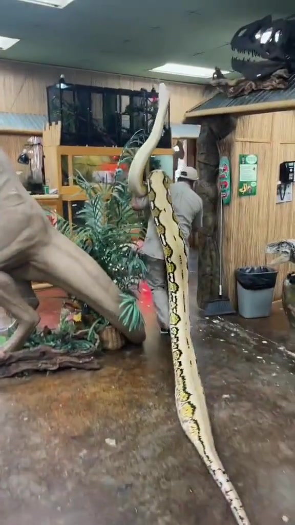 动物园里的蛇待遇就是好啊，都不用自己爬，直接被抗着走