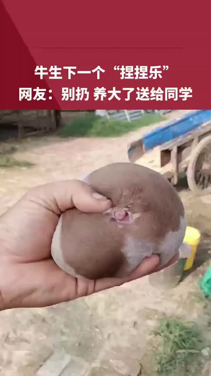 牛生下一个“捏捏乐”！所以有知道这是啥的吗！