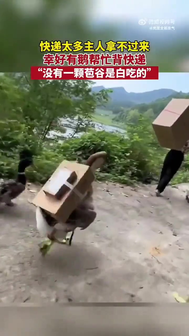 背的啥呀大鹅：网购的铁锅