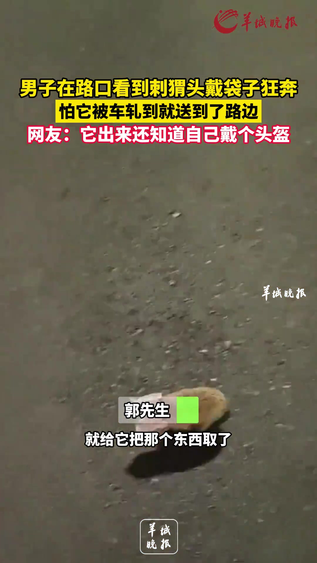 男子在路口看到刺猬头戴袋子狂奔怕它被车轧到就送到了路边