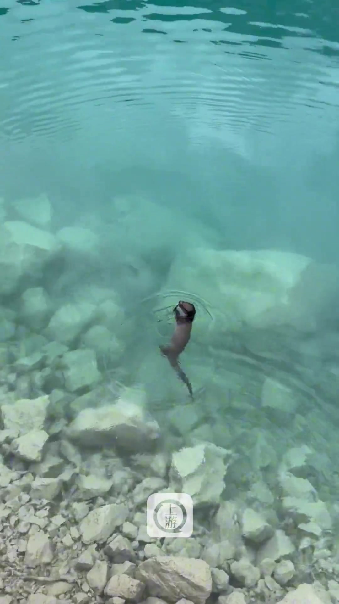 网友在九寨沟偶遇小水獭，抓到鱼转圈给游客展示水獭掌声在哪里