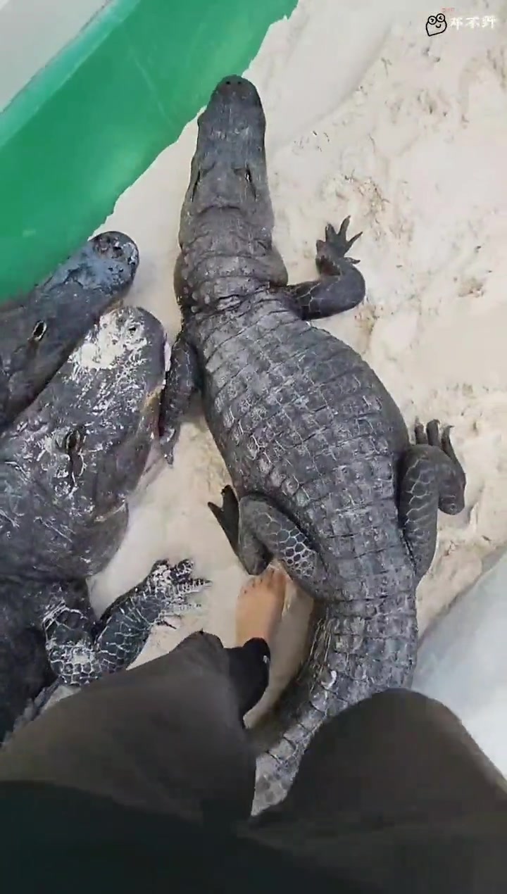 常在鳄边走！哪有不尸斜！