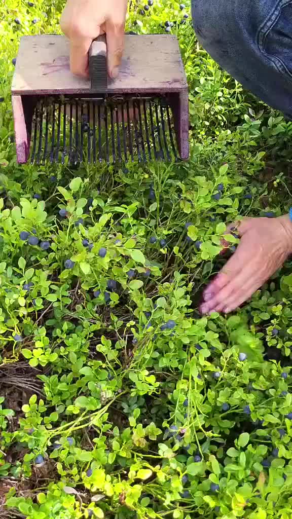 学到了，蓝莓原来是这样子的，还蛮高效的