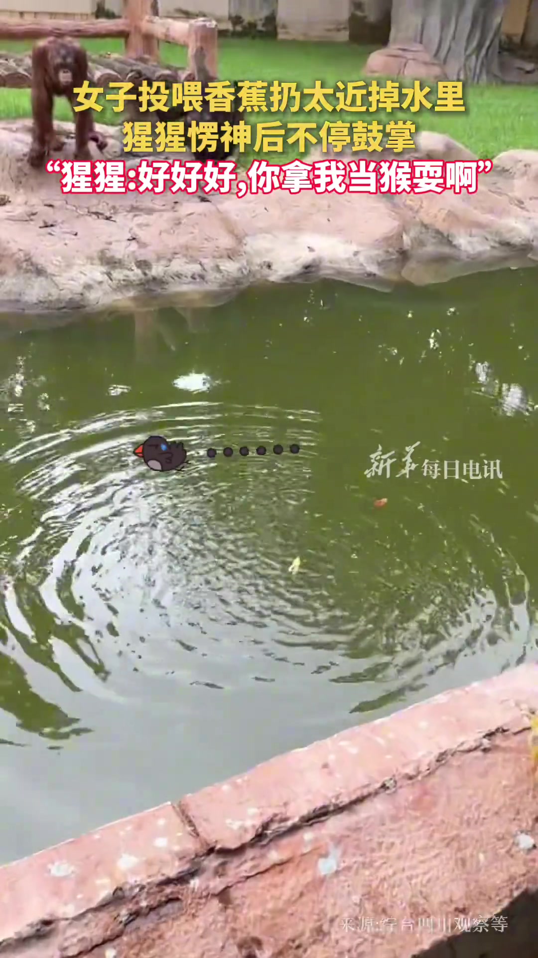 一不小心被猴子将了一军！