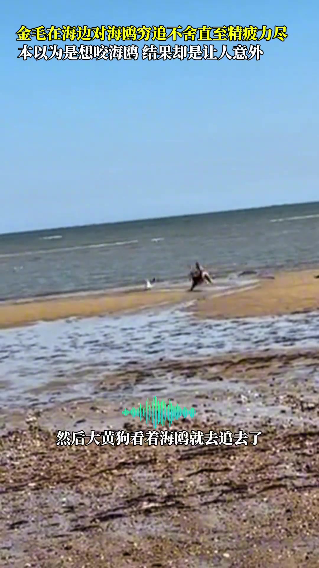 海鸥怎么也没想到这辈子还有这一劫