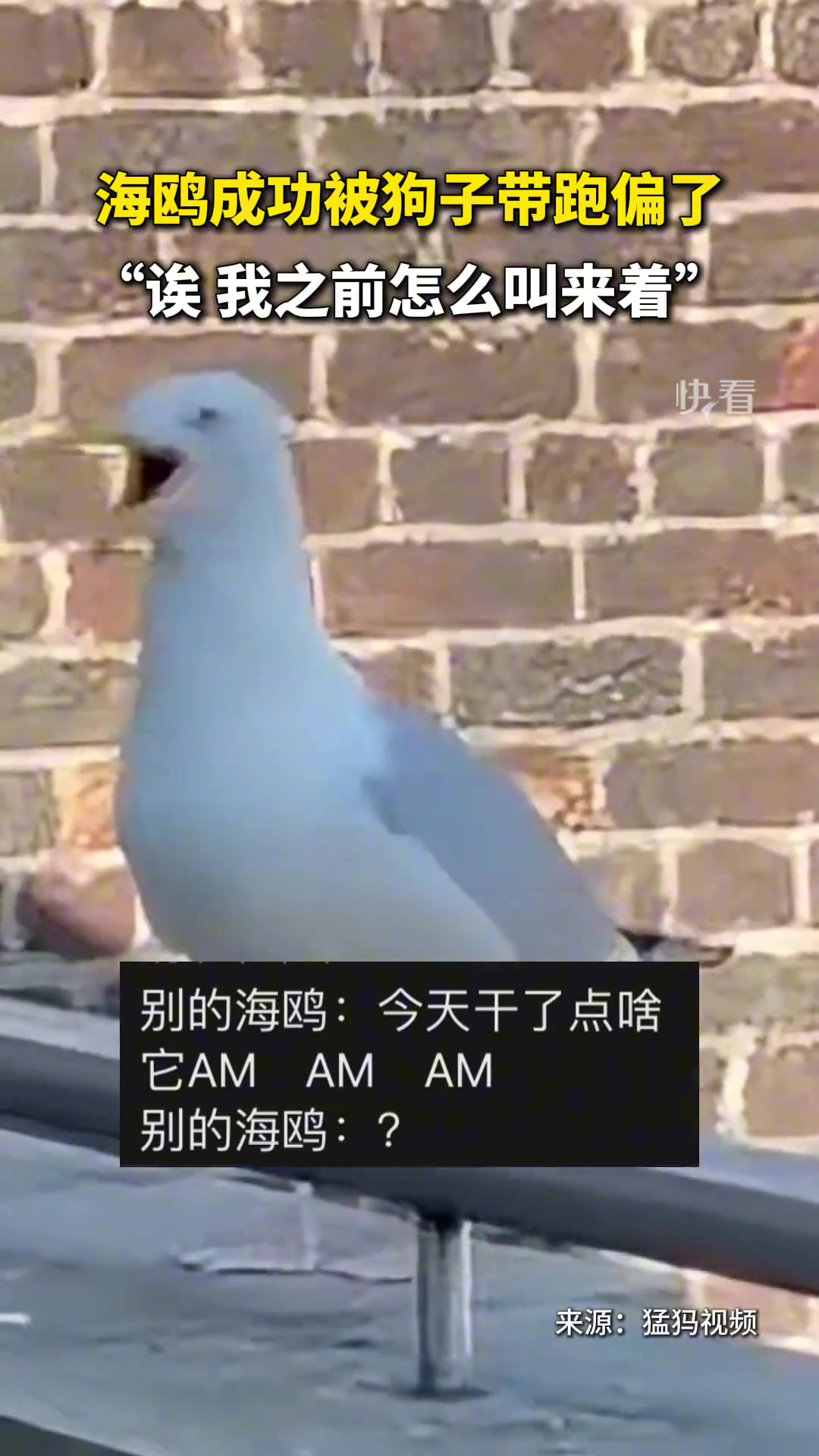 海鸥成功被狗子带跑偏，海鸥：痛失母语