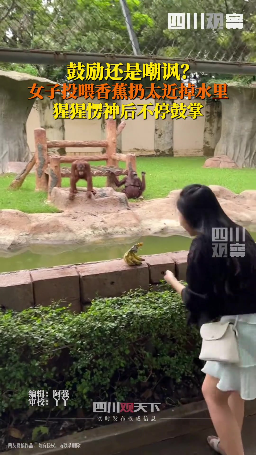 女子投喂香蕉掉水里猩猩当场鼓掌，是鼓励还是嘲讽