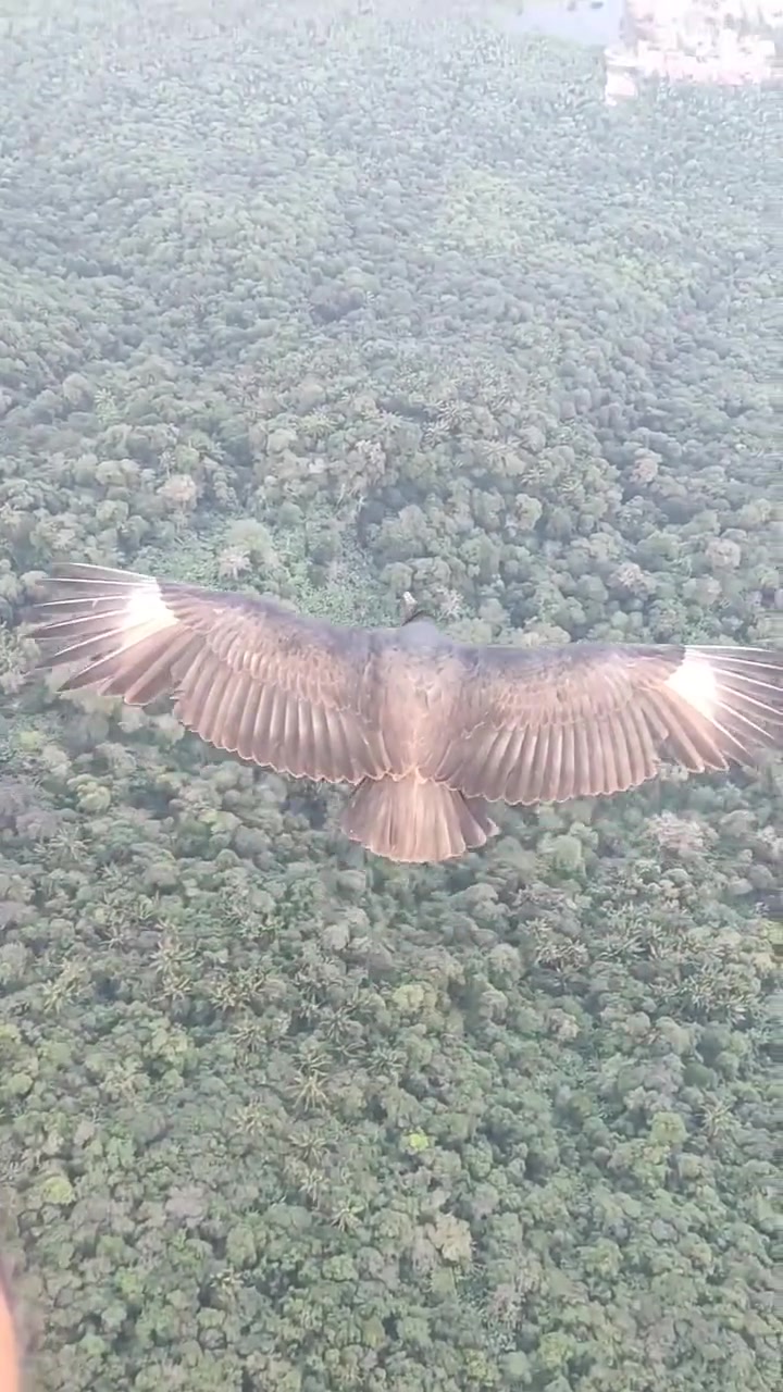 老鹰：搭上顺风车了