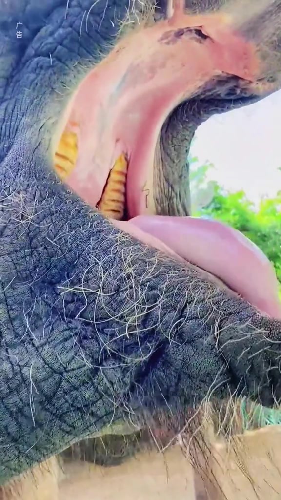 大象表演开椰子神技！