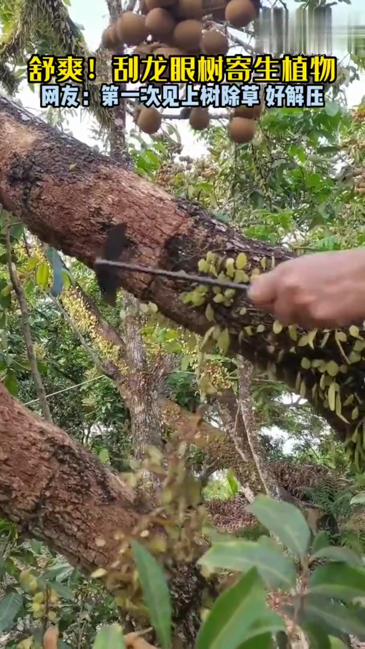 舒爽！刮龙眼树寄生植物