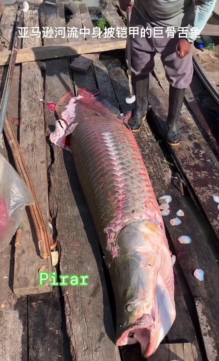 我佩服的不是这鱼鳞有多硬，而是他的手这么稳准狠