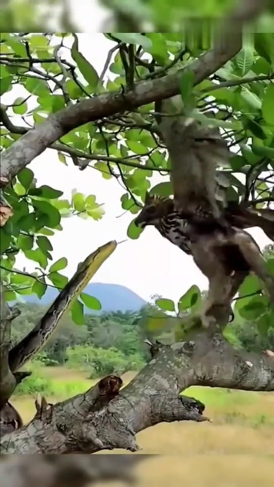 小鹰遇到毒蛇攻击，瞬间吓得胆战魂飞！