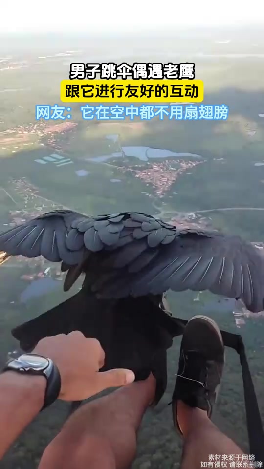 男子跳伞偶遇老鹰，跟它进行友好的互动！