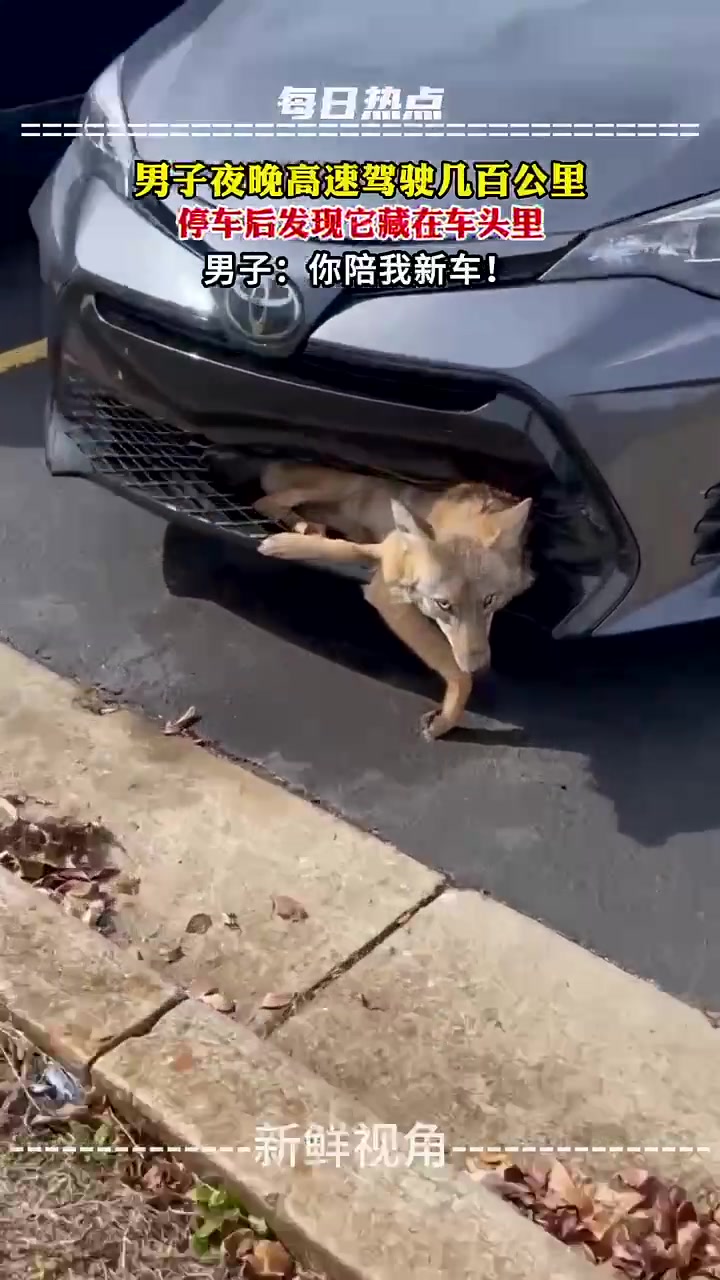 男子夜晚高速驾驶几百公里，停车后发现它藏在车头里！