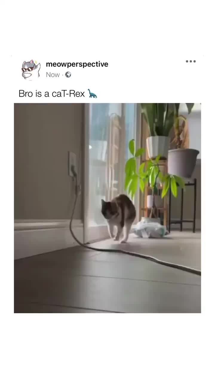 猫咪们是不是也在悄悄演化呢比如避开人类制造的危险方面