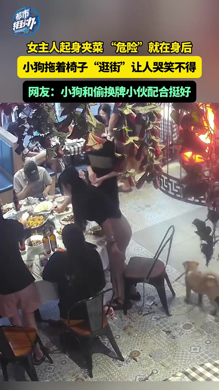 女主人起身夹菜“危险”就在身后，小狗拖着椅子“逛街”
