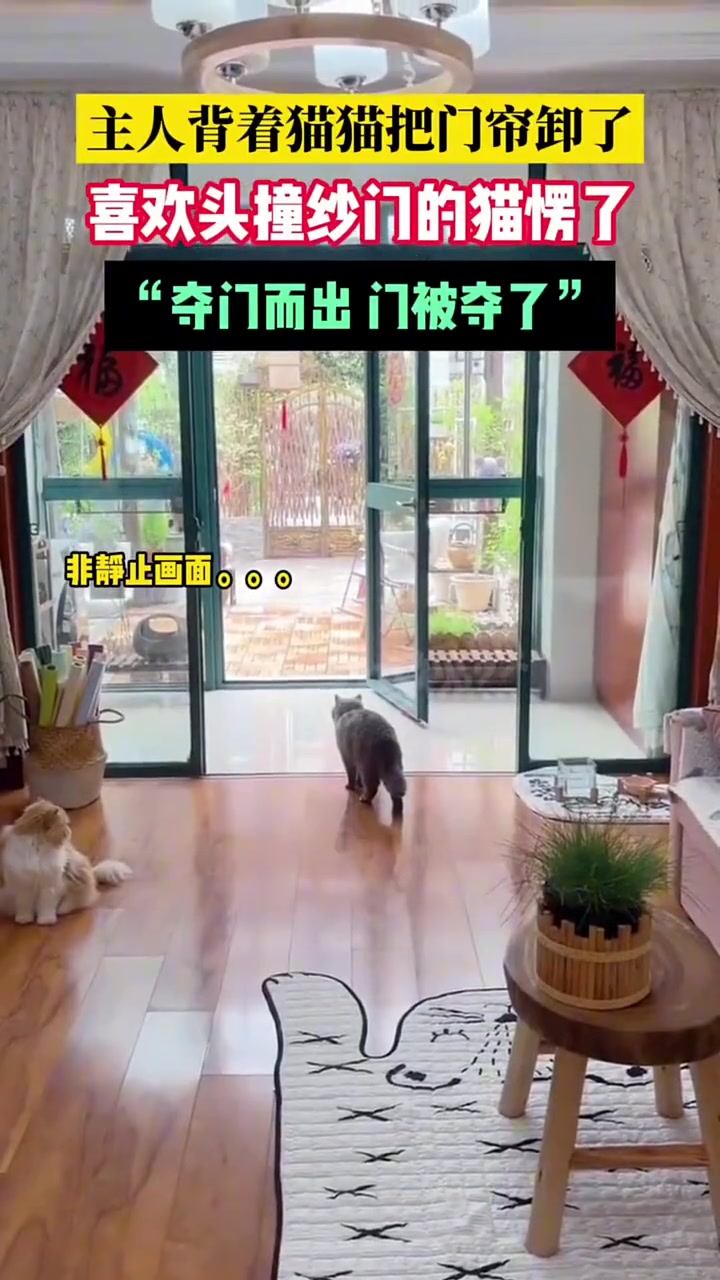 拆的不是纱帘，是它的乐趣