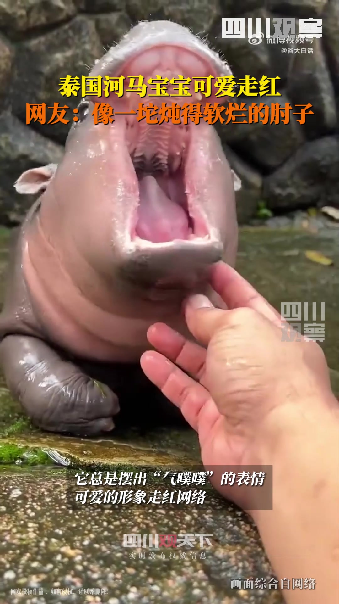 你绝对没见过小时候的河马！长得跟烂肘子一样！