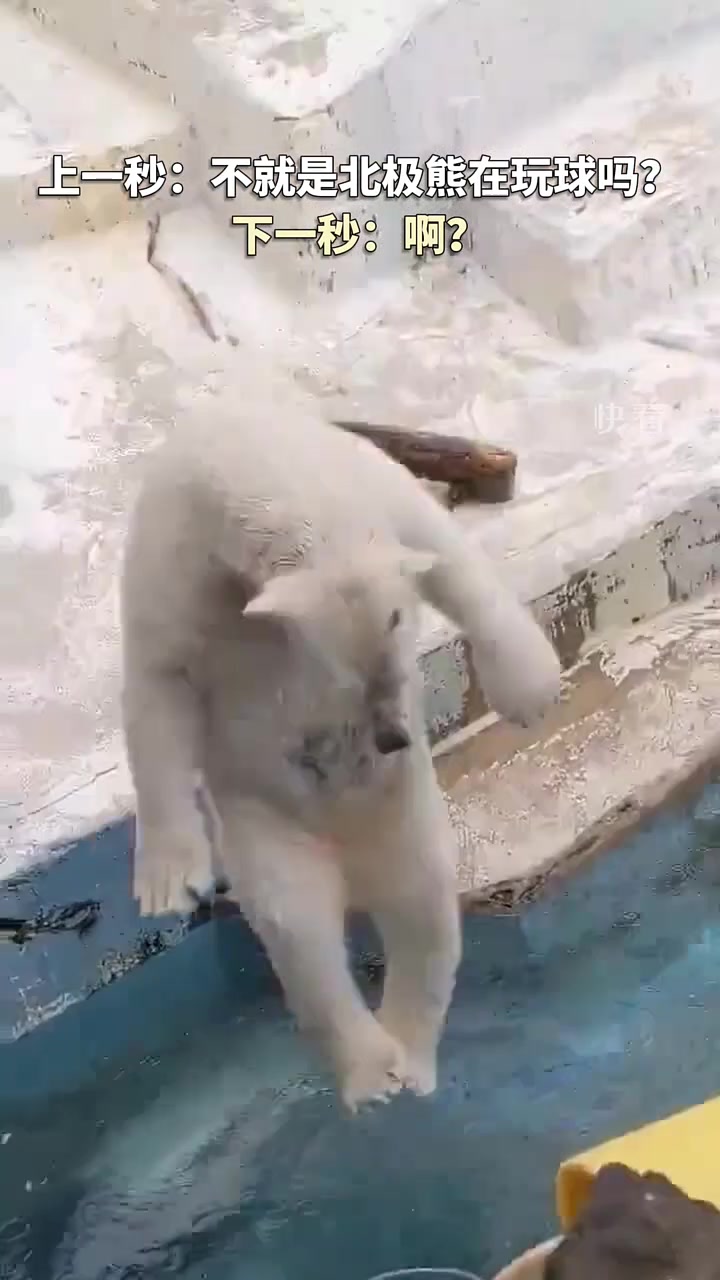 没想到这只北极熊是这样跳入水中的...怎么人里人气的