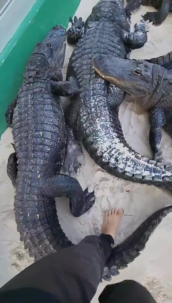 新来的吧，脚都还在呢