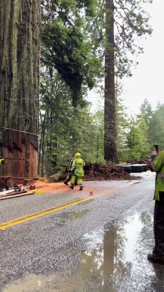 这棵树少说也得有500年了吧！就这么砍了