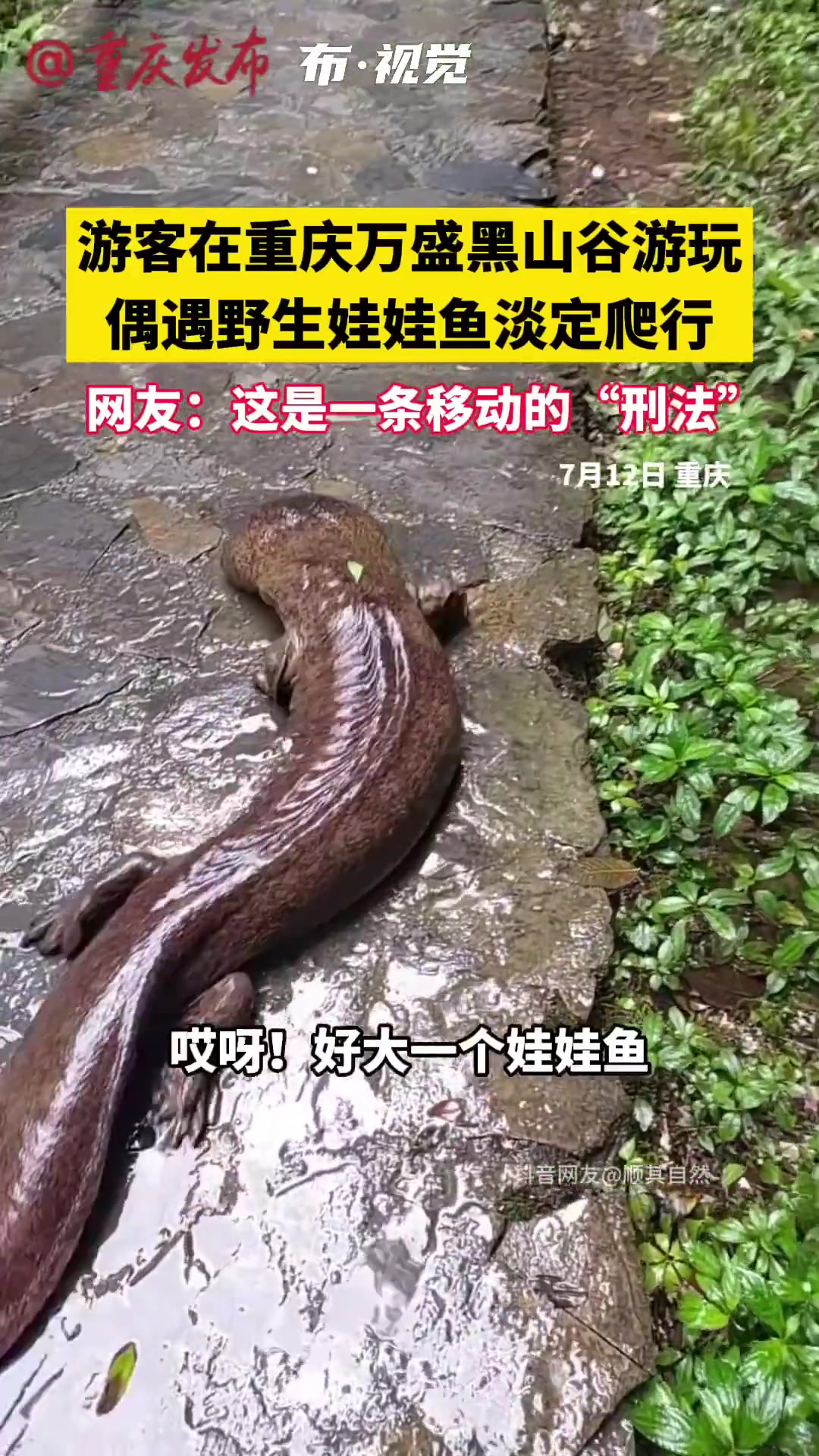 游客偶遇野生娃娃鱼在路上淡定爬行，这是一条移动的刑法