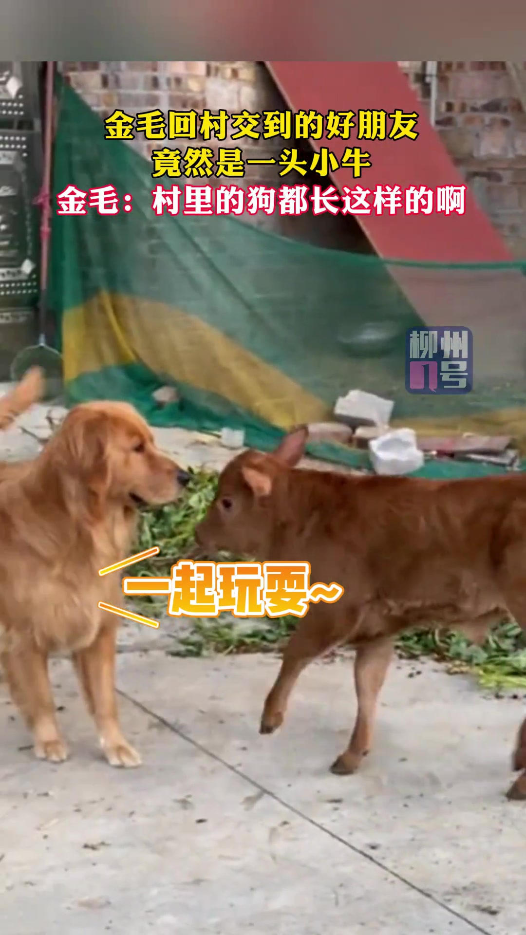 你上去那下我真的没绷住！！