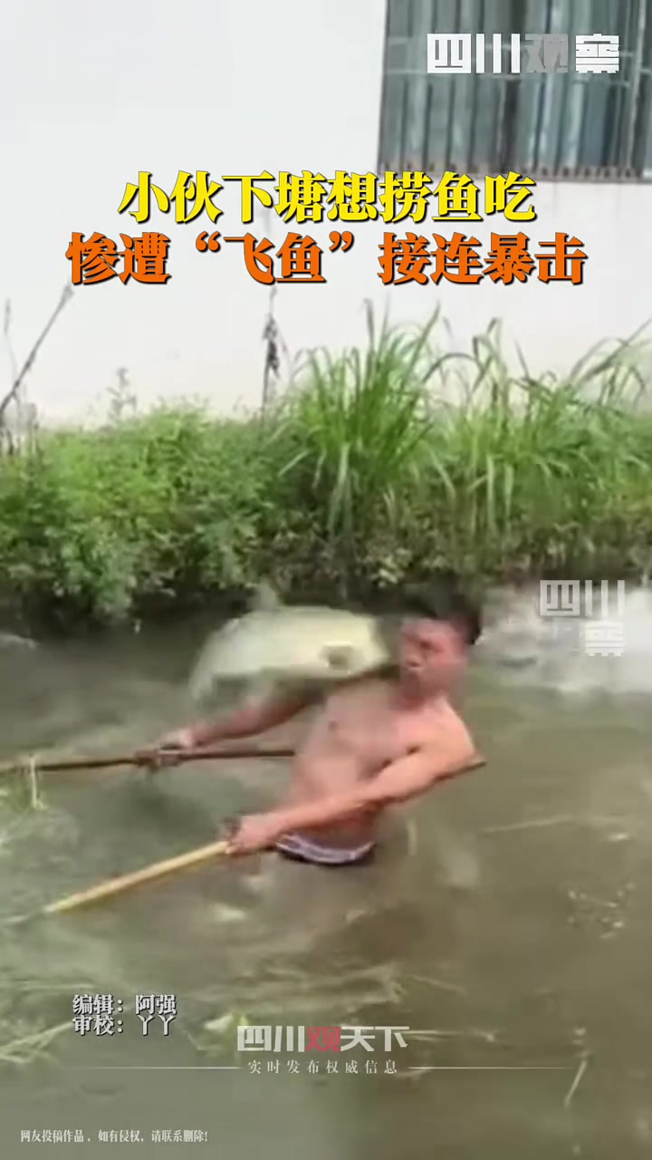 小伙下塘想捞鱼吃，惨遭飞鱼接连暴击