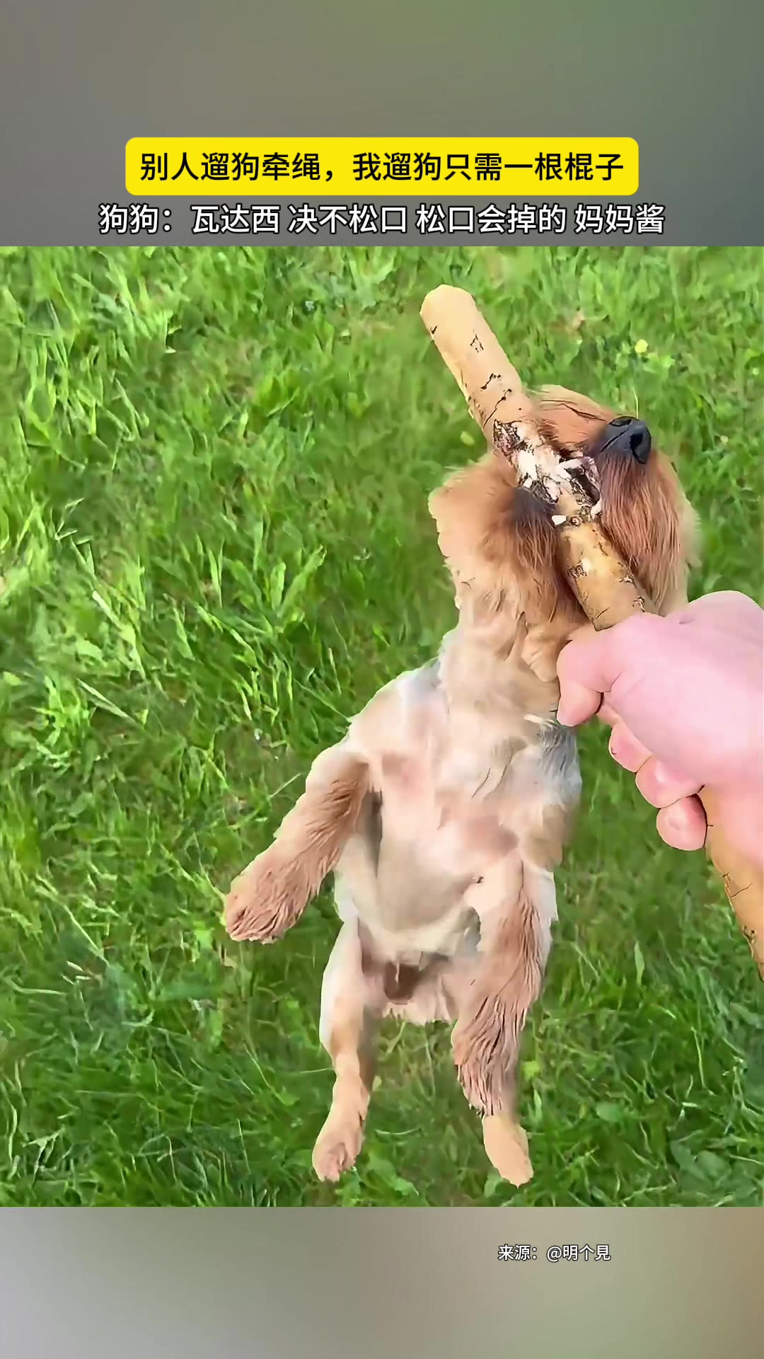 什么叫犟种这就是天生犟种！
